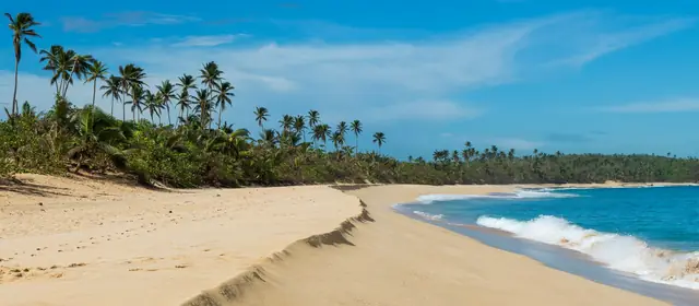 A palm lined beach under a clear sky