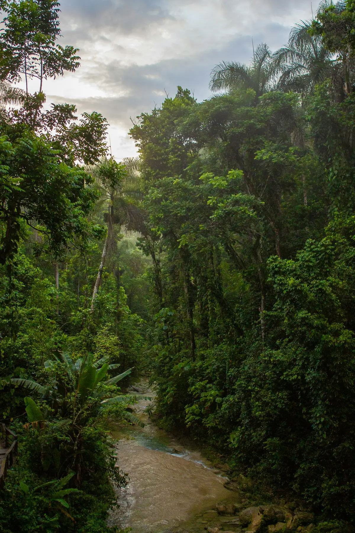 Dense green rainforest canopy